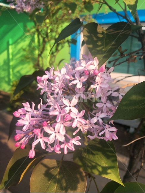 라일락,꽃,봄꽃,꽃향기,감성,식물,자연,plants,nature,꽃,flower