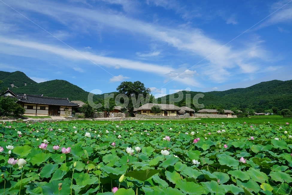 시골,풍경,하늘,연꽃,초가집,시골,마을,풍경,landscape,country,rural,town