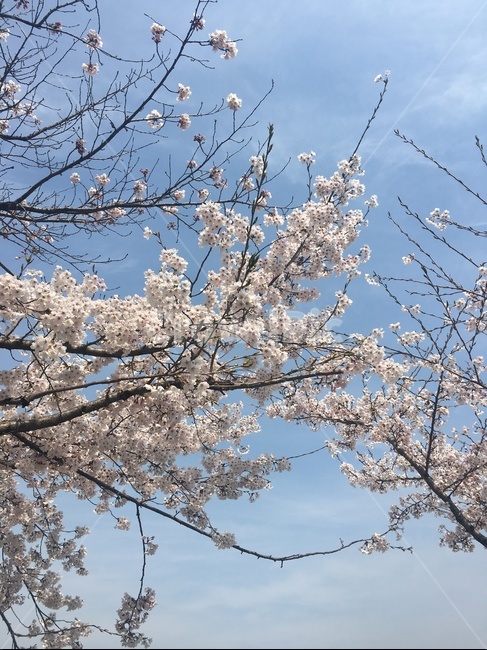 벚꽃,봄,하늘,겹벚꽃,꽃,나무,벚꽃나무,구름,파란하늘,공원,봄,계절,spring,season,식물,자연,plants,nature,꽃,flower,plant,blossom,cherry blossom