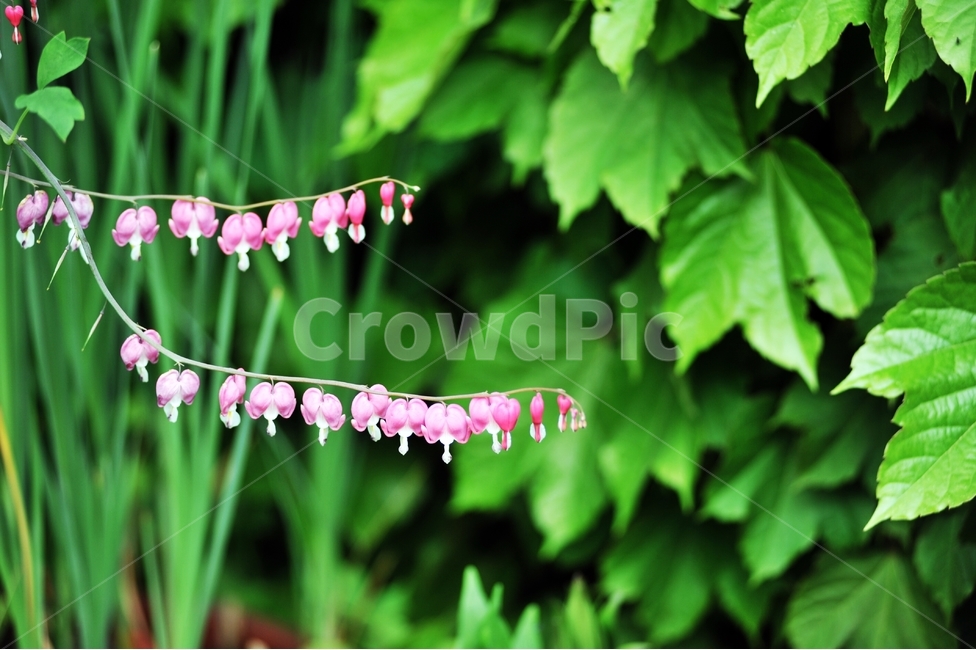 금낭화,錦囊花,양귀비과,분홍꽃,봄꽃,며늘치,식물,자연,plants,nature,꽃,flower