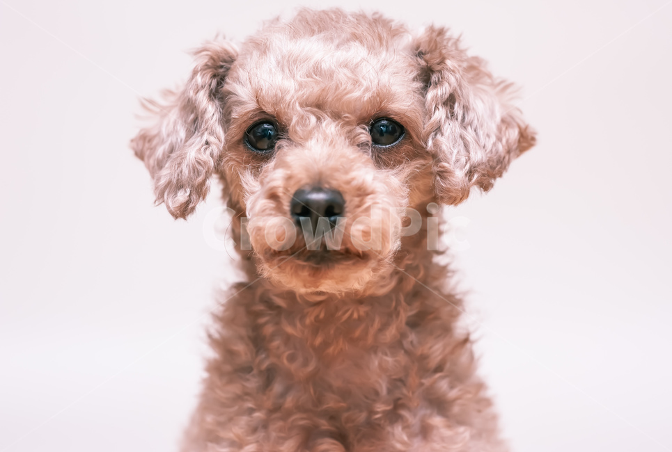 개,pet,애완동물,동물,animal,푸들,동물,animal,포유류,mammal,개,강아지,dog,doggy