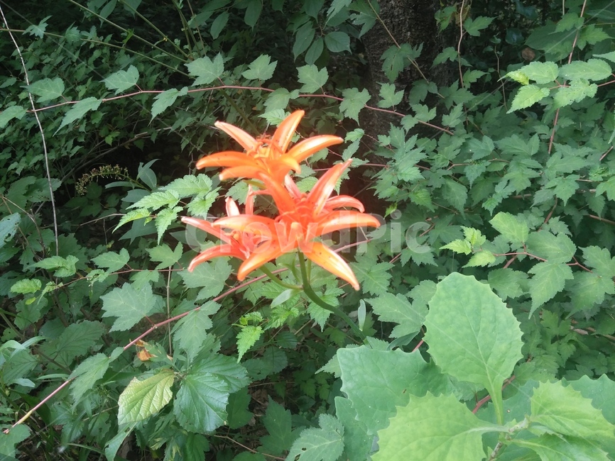 꽃,식물,flower,나리,야생화