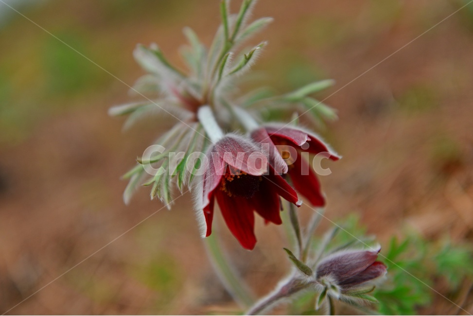 plant,식물,blossom,flower,꽃,할미꽃,솜털,공원,봄꽃,계절,식물,자연,plants,nature,꽃,flower