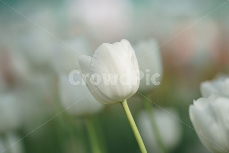 튤립,꽃,자연,화이트,힐링,식물,자연,plants,nature,꽃,flower