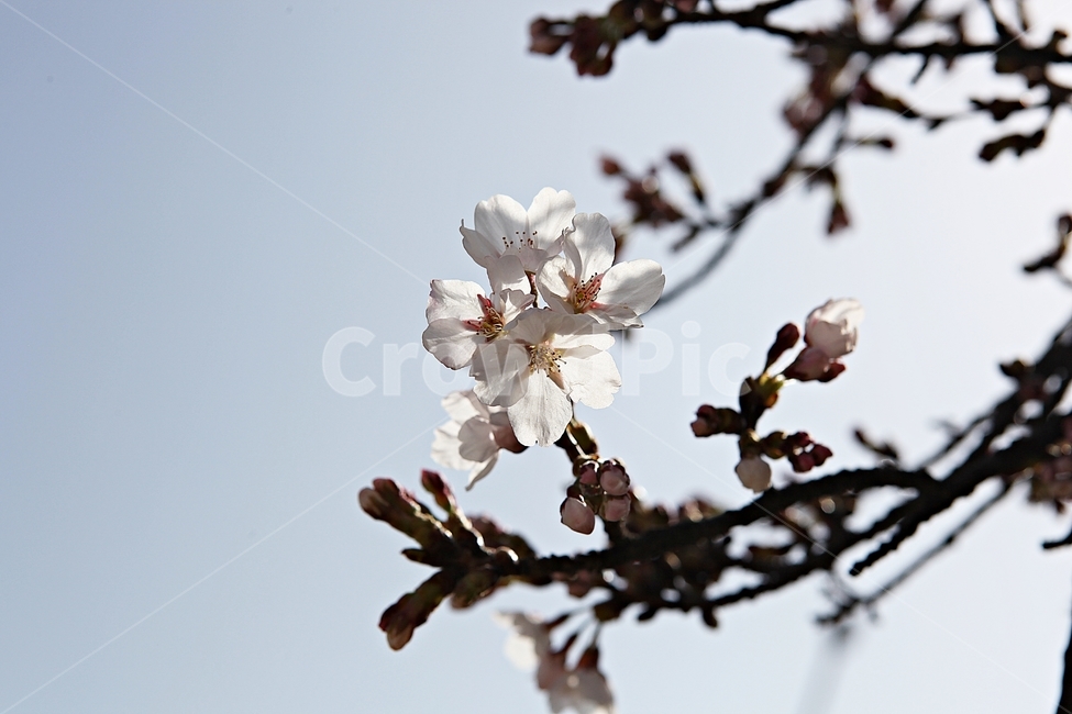벗꽃,벗나무,꽃,봄꽃,벗꽃잎,꽃잎,식물,자연,공원,식물,자연,plants,nature,꽃,flower