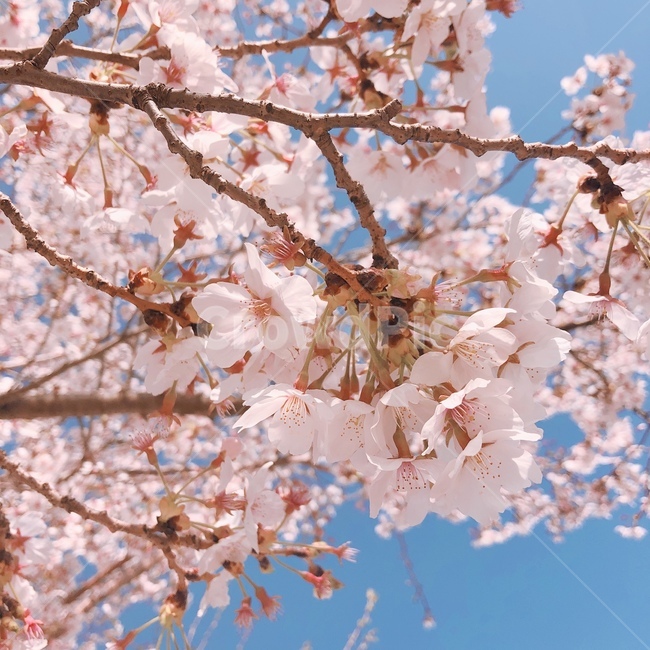 하늘,벚꽃,꽃,핑크,벚나무,봄,나무,자연,spring,cherryblossom,season,꽃송이