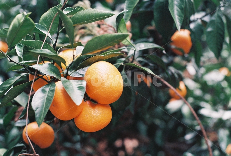 귤,과수원,겨울,필름사진,농장,귤나무,식물,자연,plants,nature,과일,열매,fruit,감성,sensible,feeling