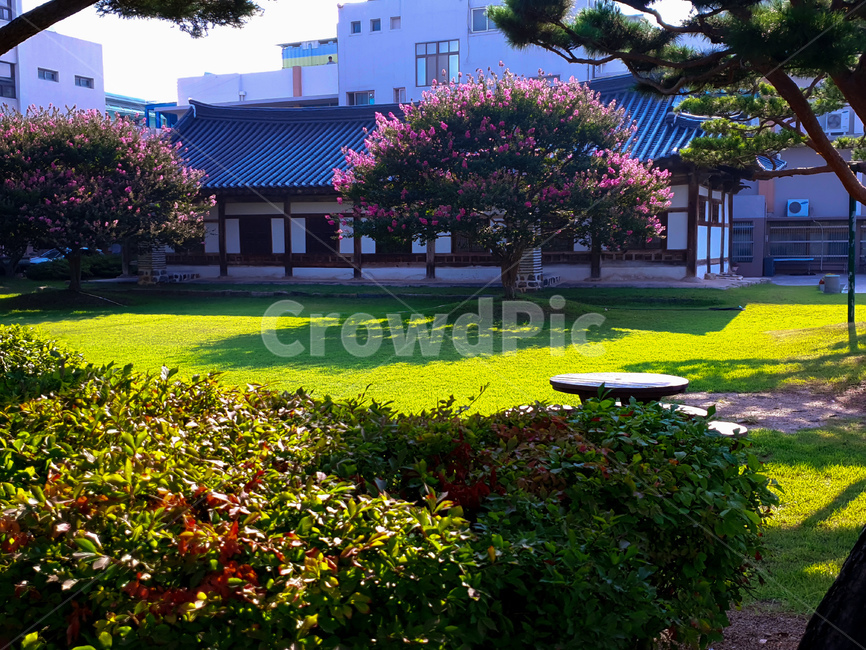 베롱나무,베롱꽃,핑크,안회당,가옥,풍경,한국전통,한국문화,korean traditional,korean culture,건축물,건물외관,exterior,building,structure,architecture,construction