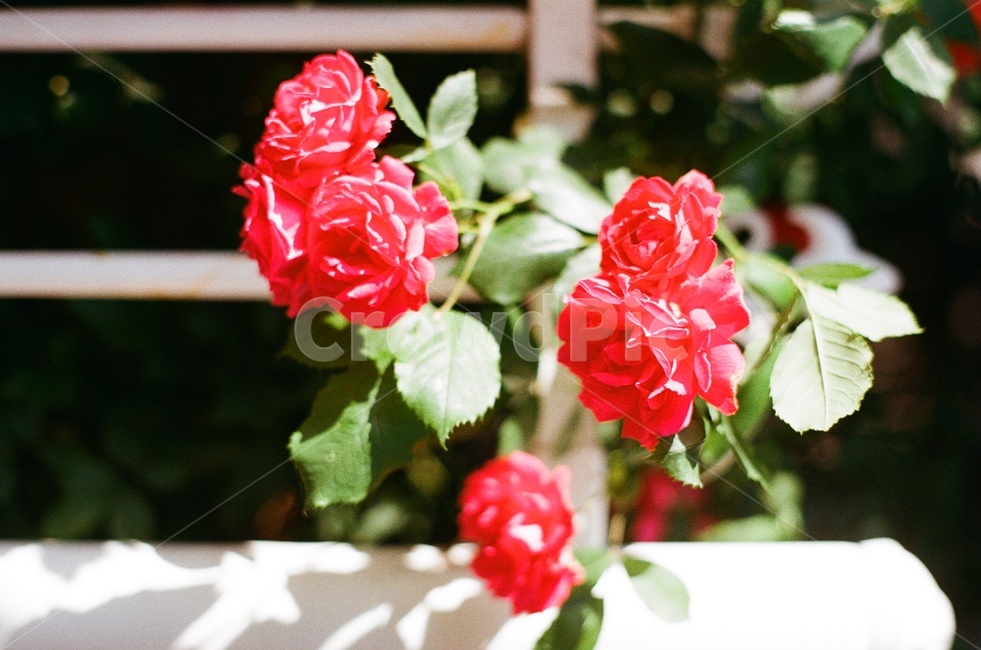 flower,꽃,식물,rose,장미,장미꽃,붉은장미,붉은꽃,봄꽃,redrose,식물,자연,plants,nature,꽃,flower