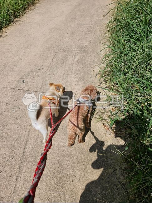 애완동물,산책,여름,강아지,푸들,포메라니안,개더움
