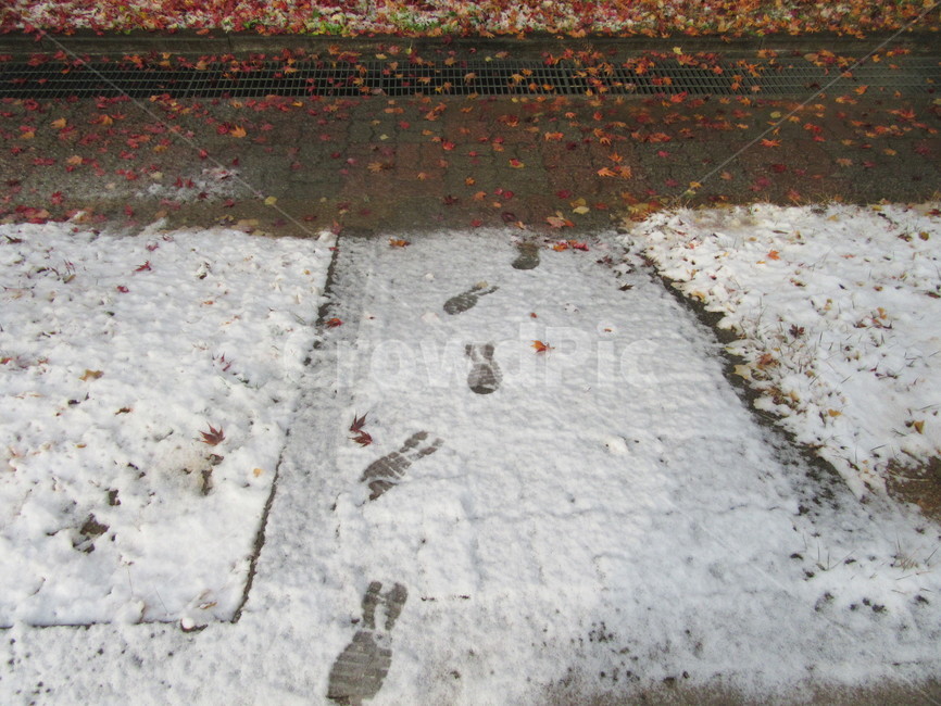 발자국,단풍잎,눈,첫눈,동네,겨울,계절,winter,season