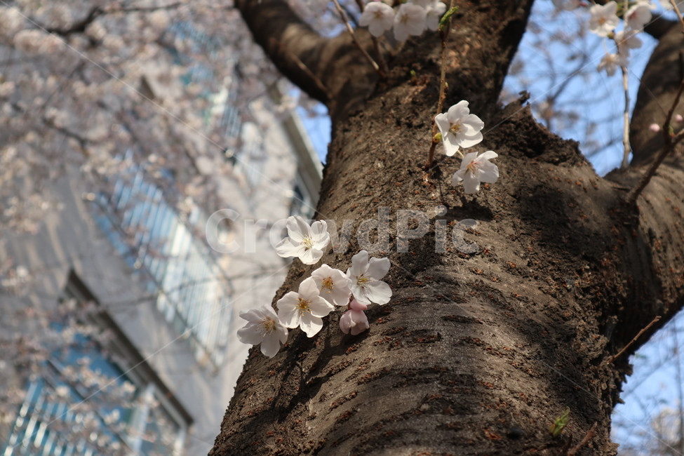 벚꽃,벚꽃나무,봄,꽃,흰꽃,왕벚꽃,흰벚꽃,체리블라썸,봄,계절,spring,season,식물,자연,plants,nature,꽃,flower,plant,cherry blossom,blossom