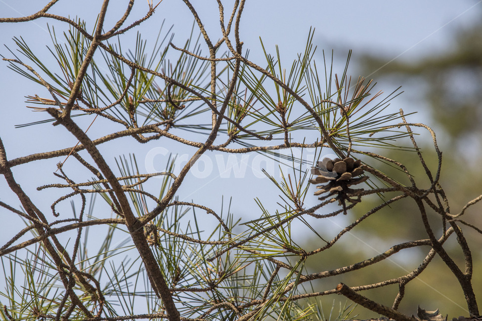plant,식물,tree,나무,소나무,솔방울