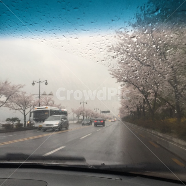 벚꽃,비오는날,꽃,빗방울,비,봄비,봄,계절,spring,season,nature,자연,car,차,vehicle,차량,automobile,자동차,transportation,교통