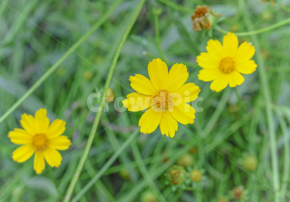 노란꽃,노랑노랑,색감,꽃,정원,식물,자연,초록,yellow,color,flower,garden,plant,nature,green,greenery,식물,자연,plants,nature,꽃,flower