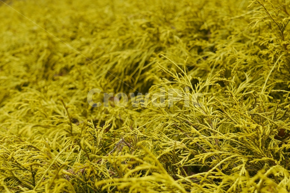 숲,자연,나무,라임색,겨울숲,아웃포커싱,들판,식물,자연,plants,nature