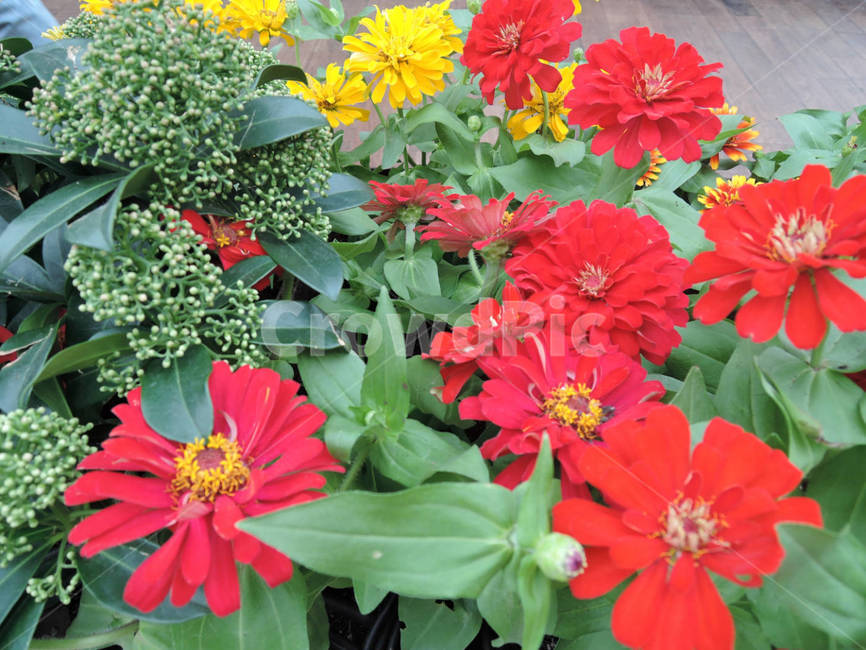 꽃,식물,flower,가든,garden,정원,예쁜,화려한,식물,자연,plants,nature,꽃,flower