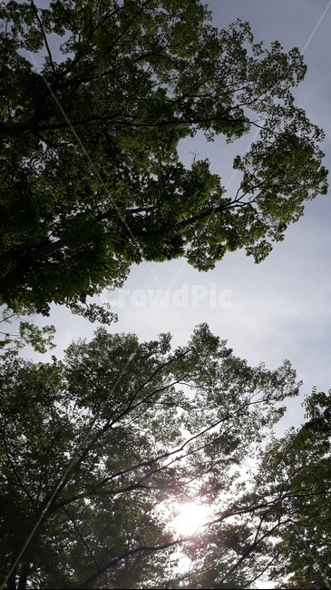 plant,식물,tree,나무,treetrunk,나무줄기,sky,하늘
