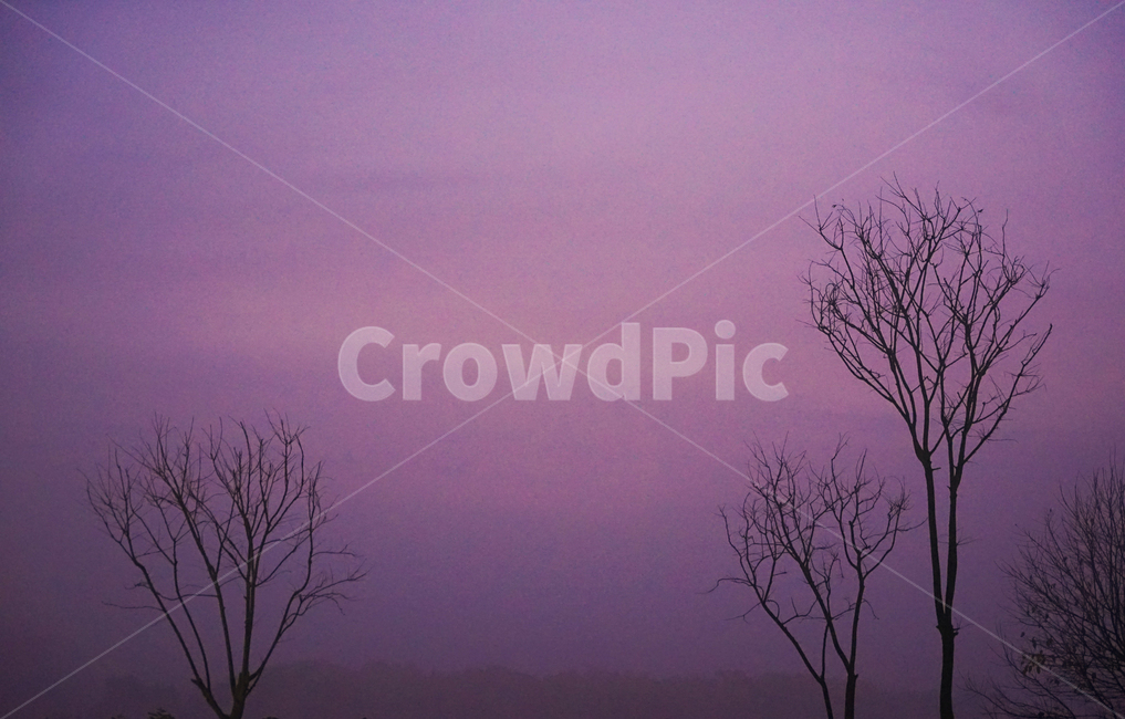 나무,자연,여명,하늘,식물,감성,가을,11월,자연,풍경,nature,landscape,식물,plants,나무,trees,wood,weather,날씨,outdoors,옥외