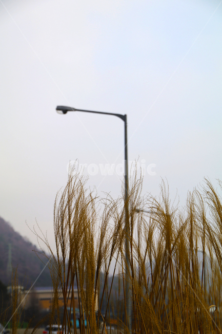 가로등,갈대,억새,풀,봄,가을,따뜻함,자연,풍경,nature,landscape