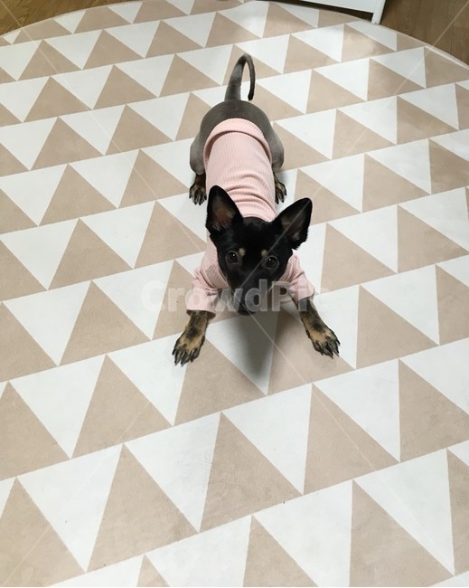 동물,반려견,강아지,dog,개,동물,animal,포유류,mammal,개,강아지,dog,doggy