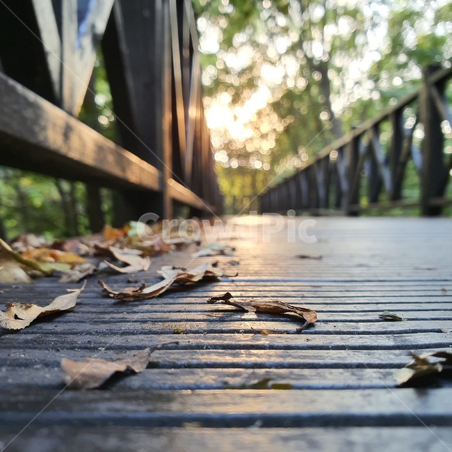 나뭇잎,가을,다리,숲,생태공원,공원,나무,가을,계절,fall,autumn,season,path,통로,walkway,보도,wood,sidewalk,pavement,포장