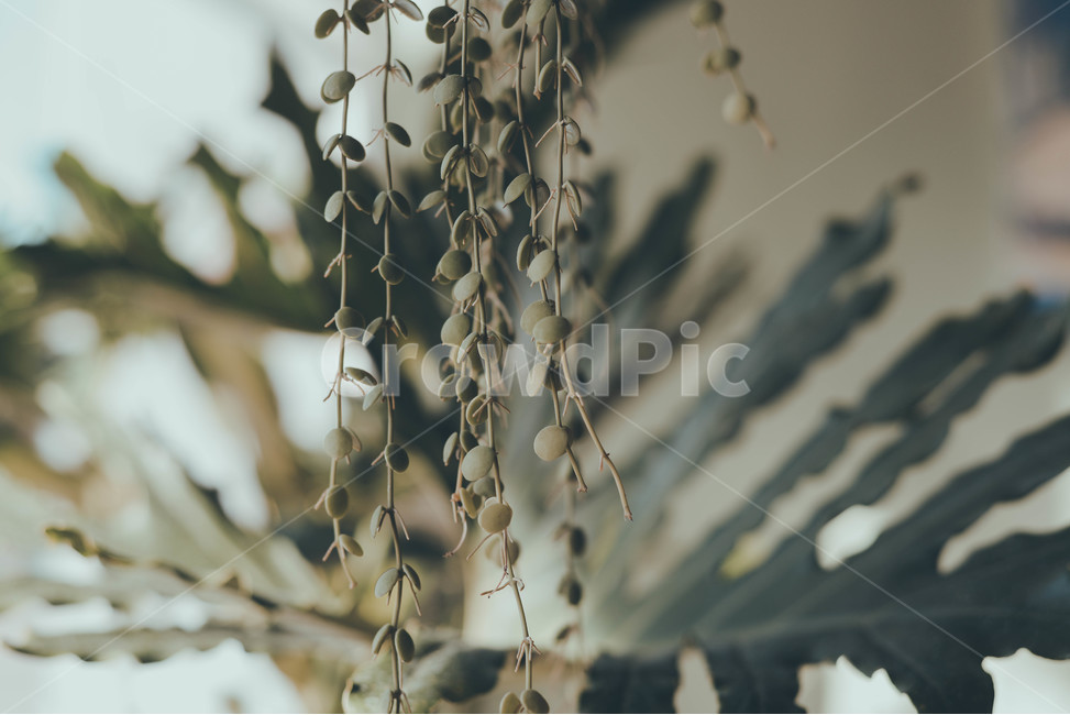 식물,풍경,자연,조경,오래된,식물,자연,plants,nature,감성,sensible,feeling