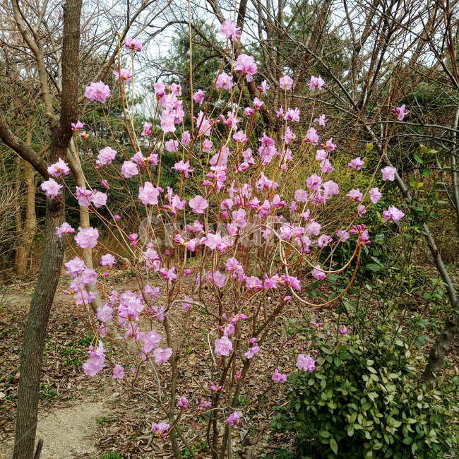 진달래,진달래꽃,봄,봄꽃,계절,spring,springseason,식물,자연,plants,nature,plant,꽃,연분홍,분홍,3월,만산홍,flower,blossom,koreanrosebay,outdoors,옥외