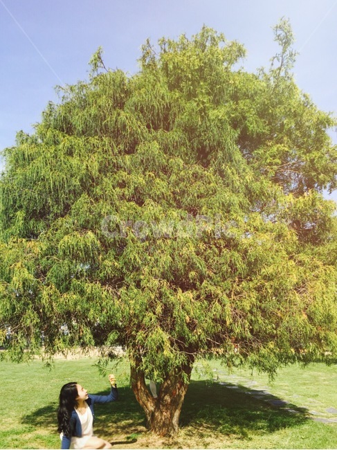 나무,커다란나무,자연,초록,풍경,식물,자연,plants,nature,나무,trees,wood