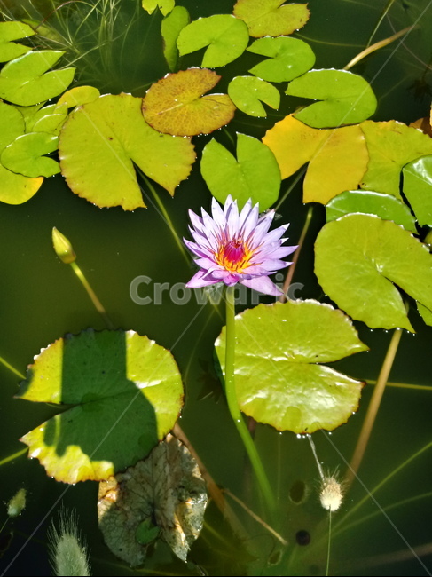수련,다년생초본식물,수생식물,이판화,쌍자엽식물,자우련,waterlily