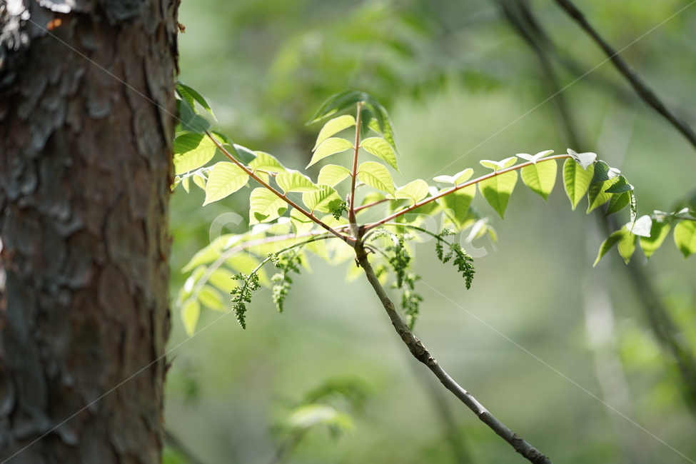 나무,tree,나뭇잎,힐링,자연,식물,자연,plants,nature