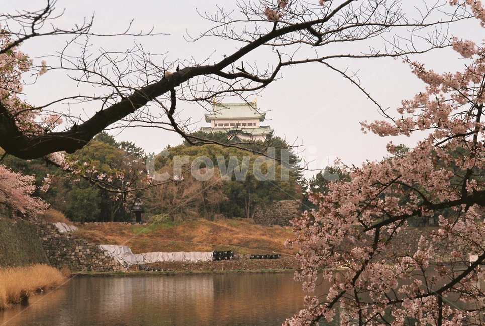Nagoya,Cherry Blossom,japan,nagoyacastle,Nagoya Castle