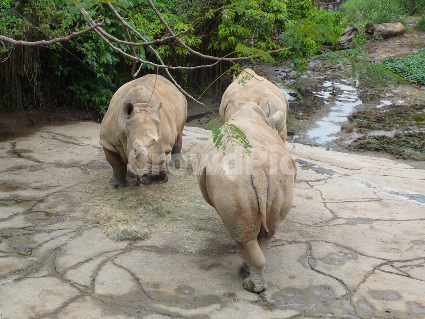 코뿔소,동물원,흙,자연,zoo,rhinoceros
