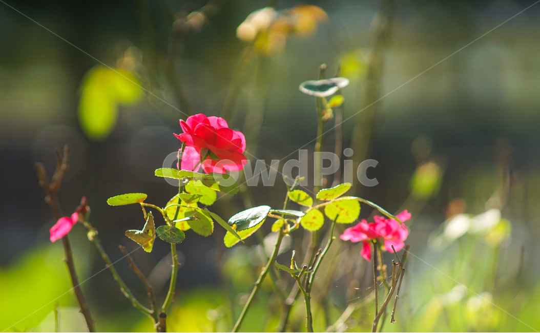 장미,나무,야생,꽃,식물,식물,자연,plants,nature,꽃,flower