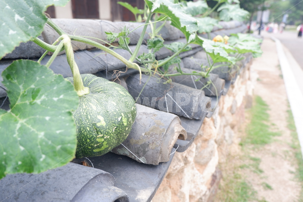 식물,호박,돌담길,감성사진,plant,채소,야채,vegetables