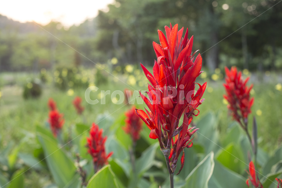 plant,칸나,꽃,꽃잎,식물,자연,식물,자연,plants,nature,꽃,flower