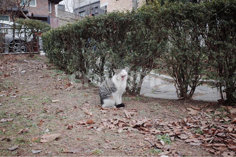 고양이,길냥이,길고양이,cat,streetcat,동물,animal,포유류,mammal,고양이,cat,kitten,kitty