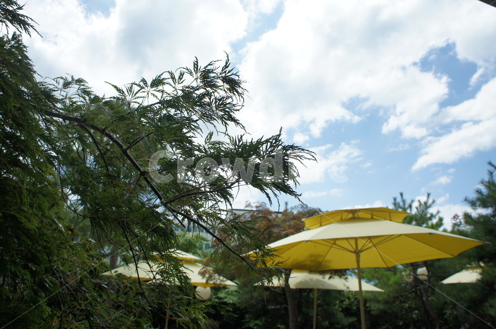 정원,파라솔,노란색,하늘,조명,나무,식물,plant,tree,fir,전나무,abies,conifer,구과식물,노랑,노란