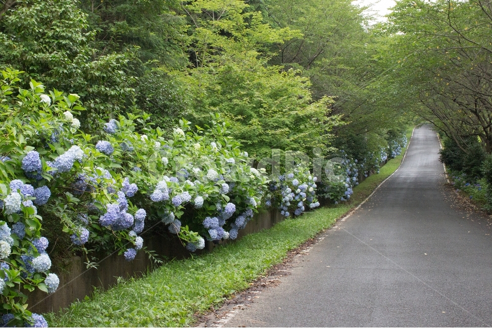 수국,보은산,수국길,풍경,강진수국,강진,전남수국,자연,풍경,nature,landscape,road,도로