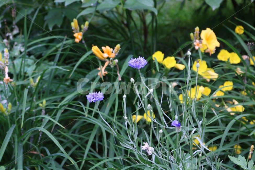 꽃,식물,자연,주황,초록,flower,plants,nature,orange,green,hana,shokubutsu,orenziiro,midori,노랑,보라,yellow,purple,kiiro,murasaki,식물,자연,plants,nature,꽃,flower