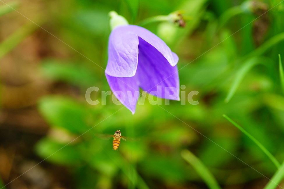 식물,plant,blossom,꽃,flower,도라지,식물,자연,plants,nature,꽃,flower