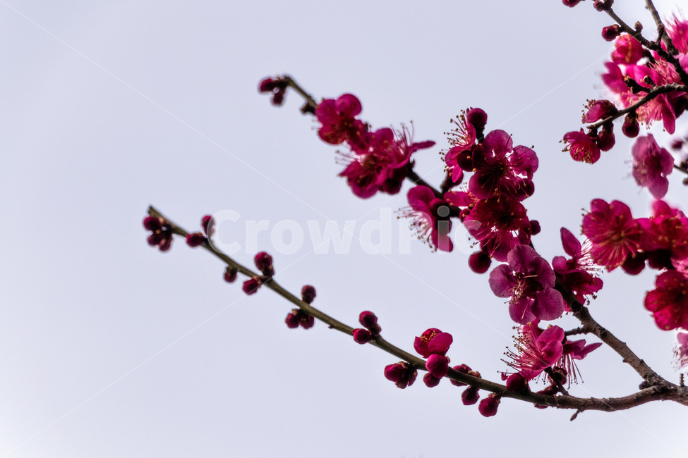 매화,매화꽃,매실꽃,홍매화,적매화,빨간매화,봄,계절,spring,season,식물,자연,plants,nature,꽃,flower,plant