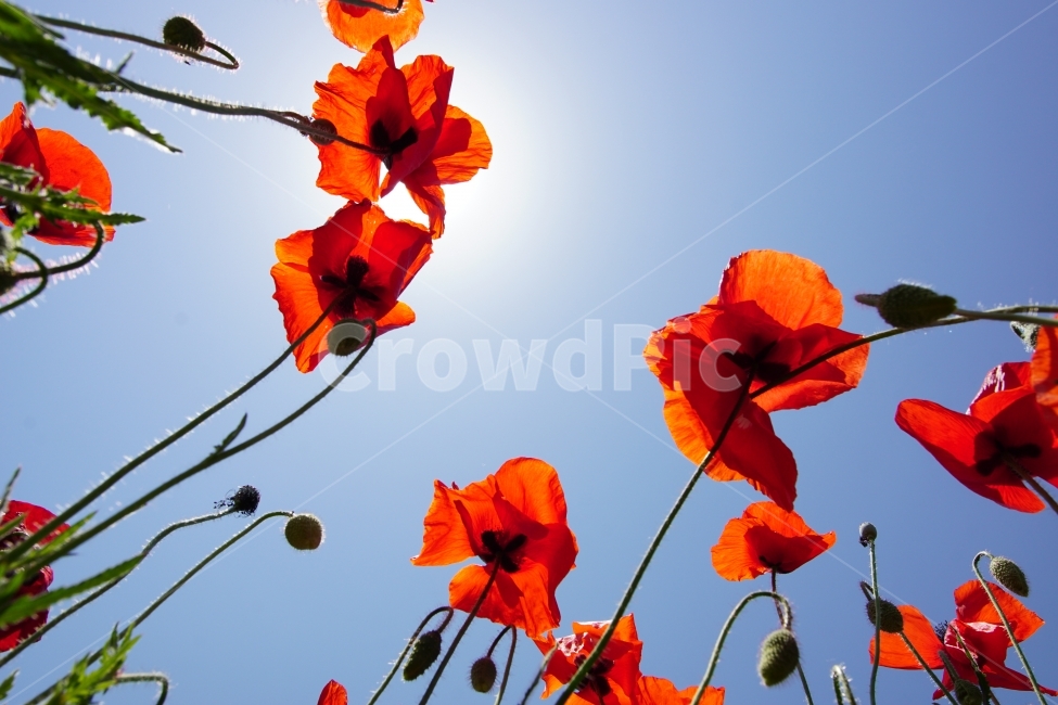 꽃,양귀비,풍경,봄,이미지,식물,자연,plants,nature,꽃,flower