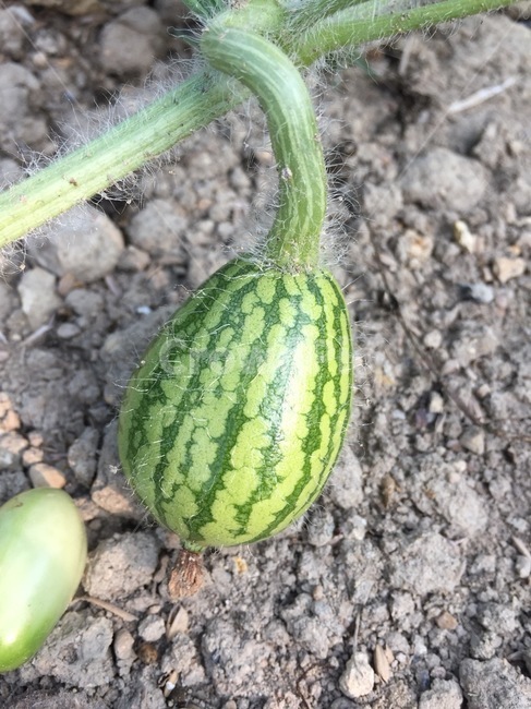 수박,애기수박,작은수박,watermelon,수박재배,음식,식재료,요리,food,cook,meal,dishes,food reserves,채소,야채,vegetables