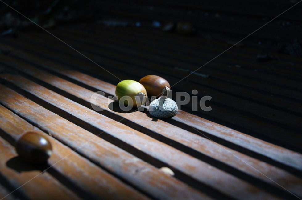 도토리,가을,열매,산,숲,숲속,자연,가을,계절,fall,autumn,season,sphere,구체