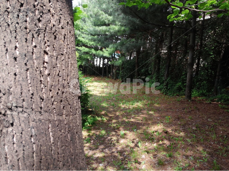 나무,식물,공원,휴식,쉼,안식,시민공원,잔디밭,tree,park,plant,rest,식물,자연,plants,nature,나무,trees,wood
