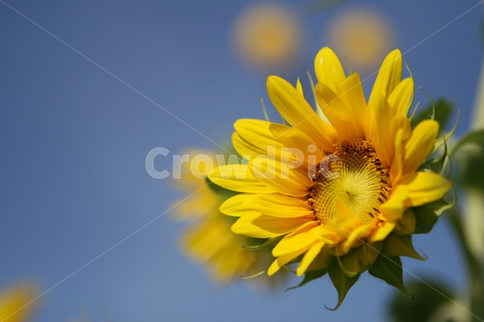 쌩이와로랑,해바라기,노랑,태양,sun,솔로,꽃,희망,식물,자연,plants,nature,꽃,flower