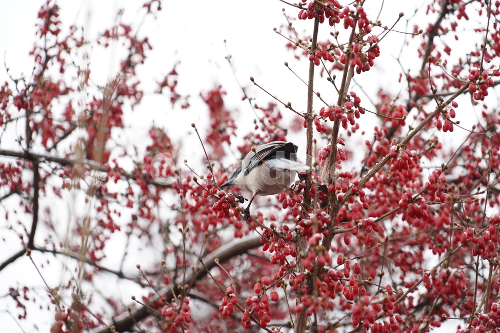 plant,식물,bird,새,animal,동물,산수유,열매,동물,animal,조류,새,birds,과일,열매,fruit