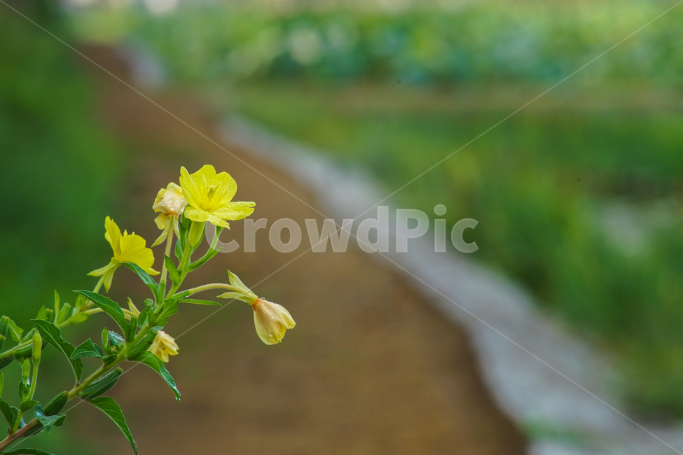 달맞이,꽃,야생화,식물,자연,식물,자연,plants,nature,꽃,flower
