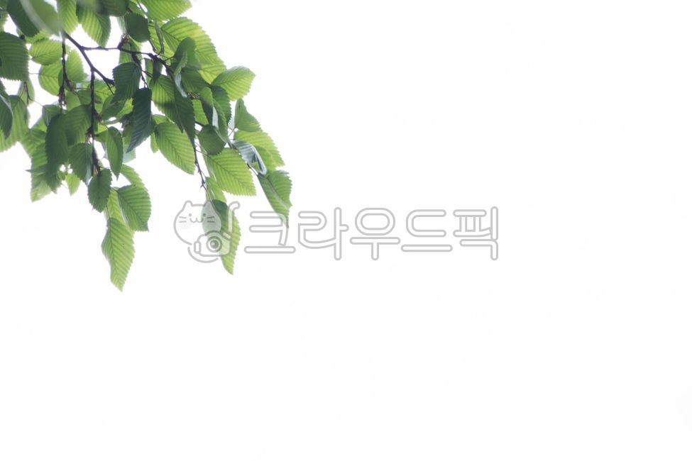 느릅,느릅나무,코나무,나뭇잎,잎,나무,하늘,배경,여백,신록